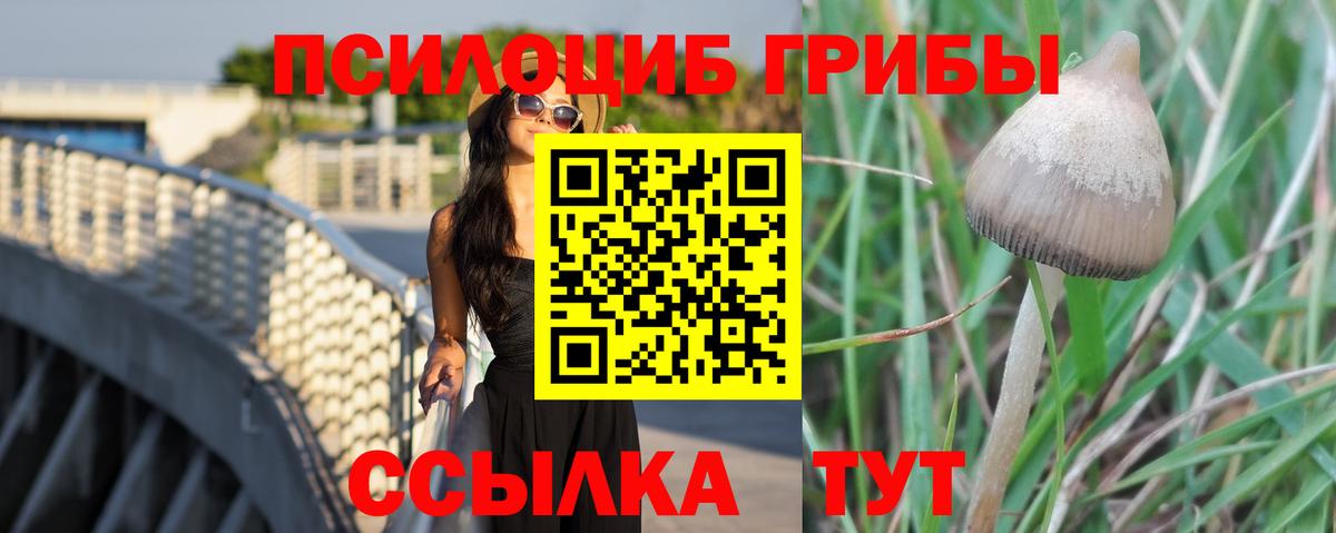 Киселёвск  Псилоцибиновые грибы прущие грибы  Вход с VPN 